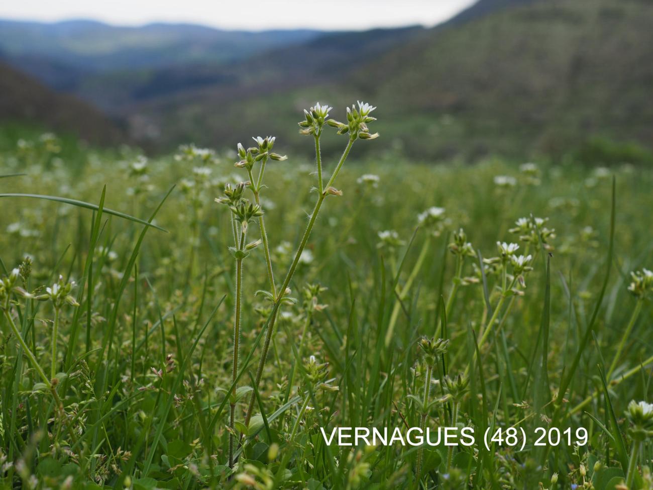 Mouse-ear, Sticky plant